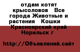 отдам котят крысоловов - Все города Животные и растения » Кошки   . Красноярский край,Норильск г.